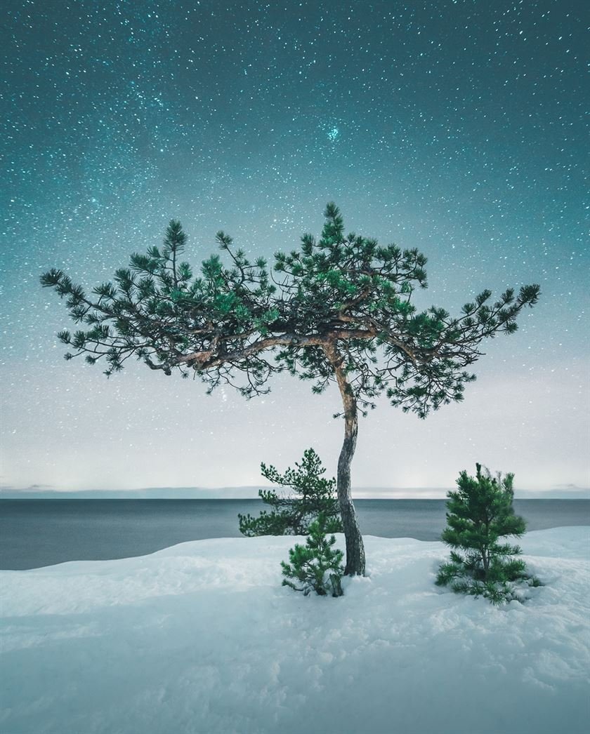 Снимки одиноких деревьев на фоне безмятежных финских пейзажей