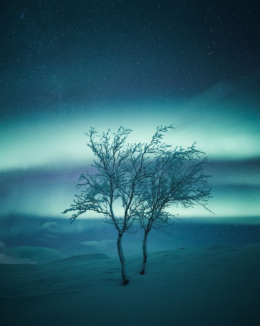 Снимки одиноких деревьев на фоне безмятежных финских пейзажей