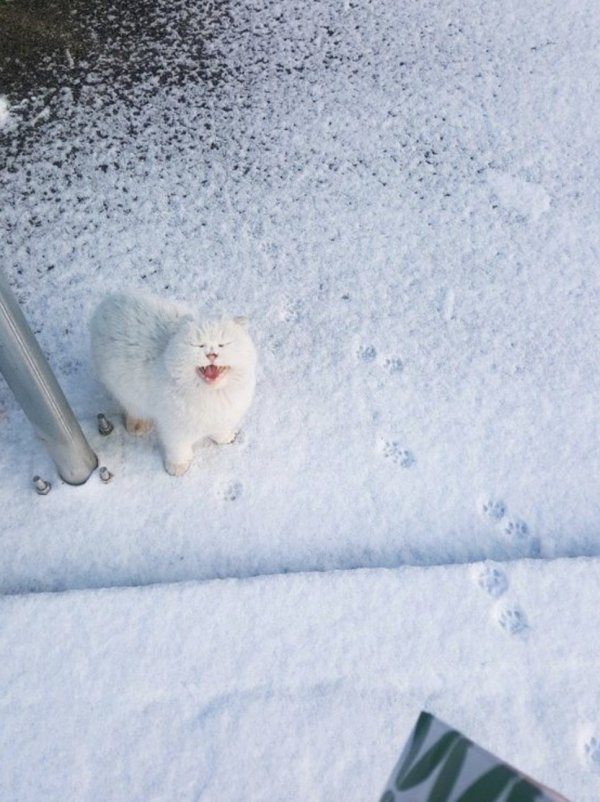 Эмоции людей и животных, которые увидели снег впервые