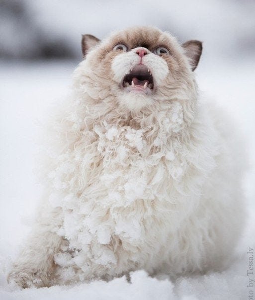 Эмоции людей и животных, которые увидели снег впервые