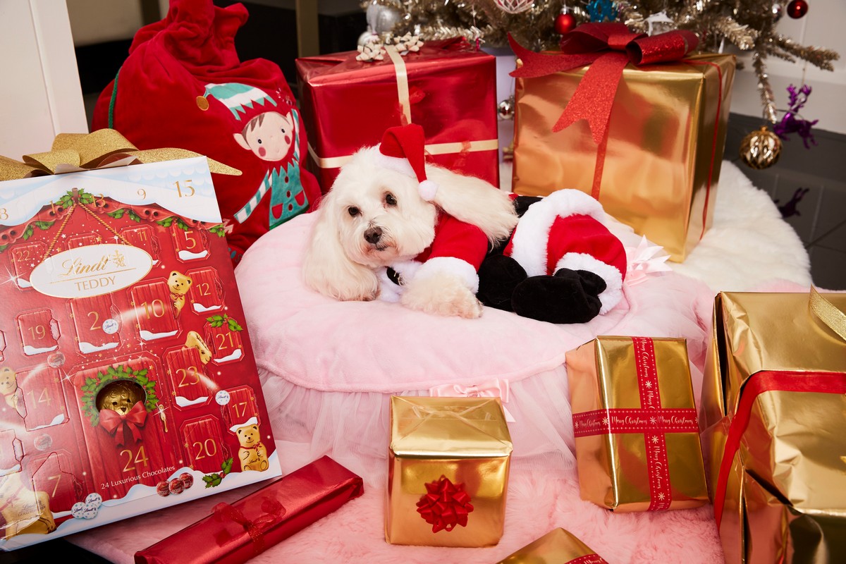 Британка потратила $3 500 на рождественские подарки для собачки
