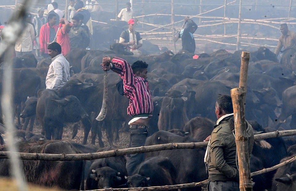 Жертвоприношение животных на индуистском фестивале Гадхимаи
