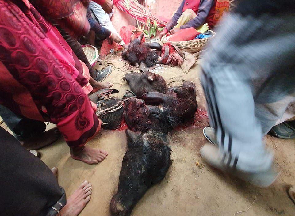 Жертвоприношение животных на индуистском фестивале Гадхимаи