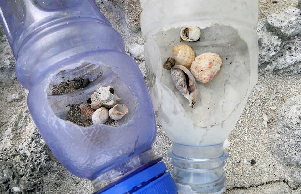 Крабы-отшельники погибают, пытаясь построить дома в пластиковом мусоре