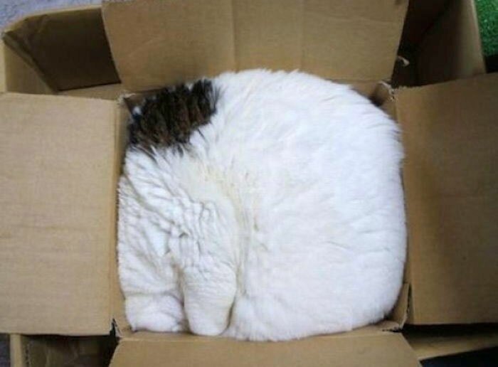 Почему же коты так любят коробки