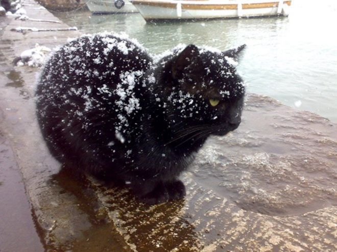 Котики и их реакция на снег