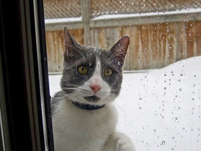 Котики и их реакция на снег