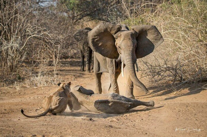 Храбрая слониха защитила своего детеныша от голодных львиц