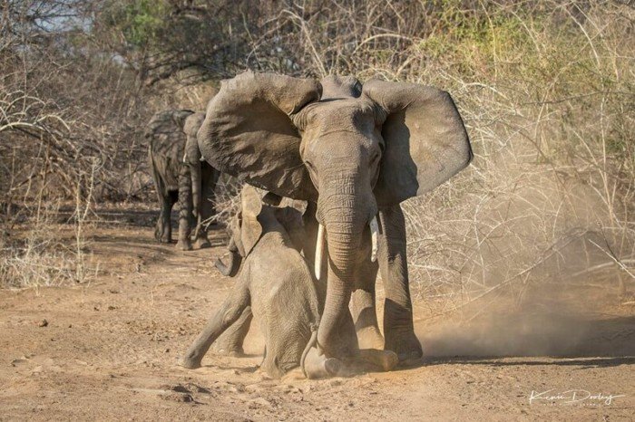 Храбрая слониха защитила своего детеныша от голодных львиц своего, Фотограф, слониха, голодных, когда, бородавочника, львицы, который, Кевина, драматичного, услышав, Слонёнку, детёныша, сразу, кадров, несколько, прибежала, помощь, отогнала, сделал