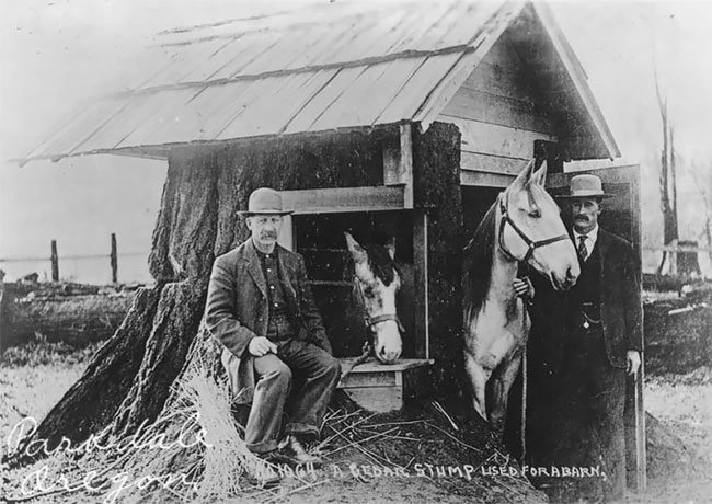 Дома из гигантских пней старых деревьев в Америке XIX века