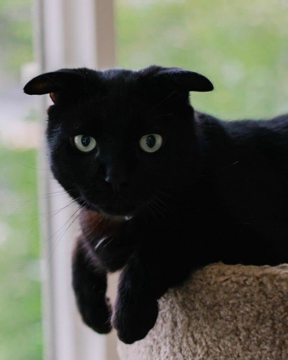 Очаровательный кот со странными ушами