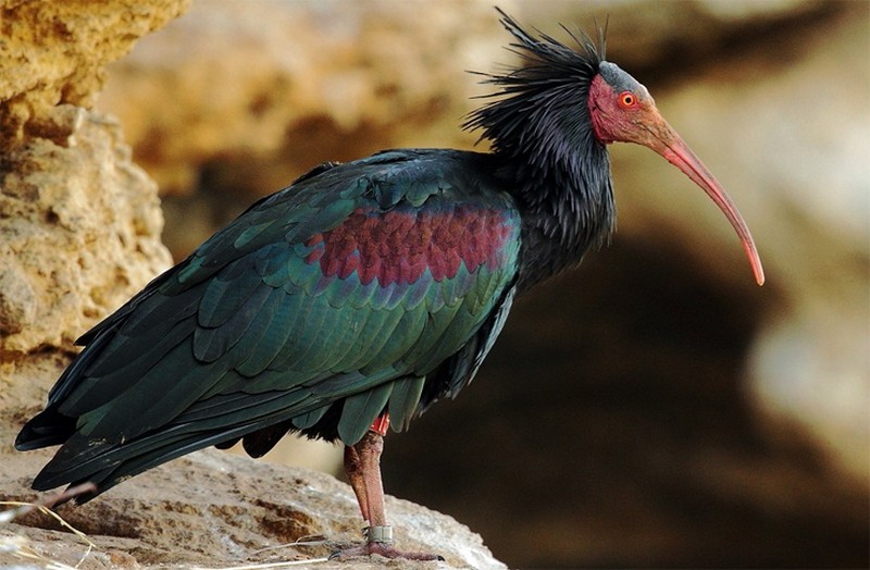 Самые редкие виды птиц в мире