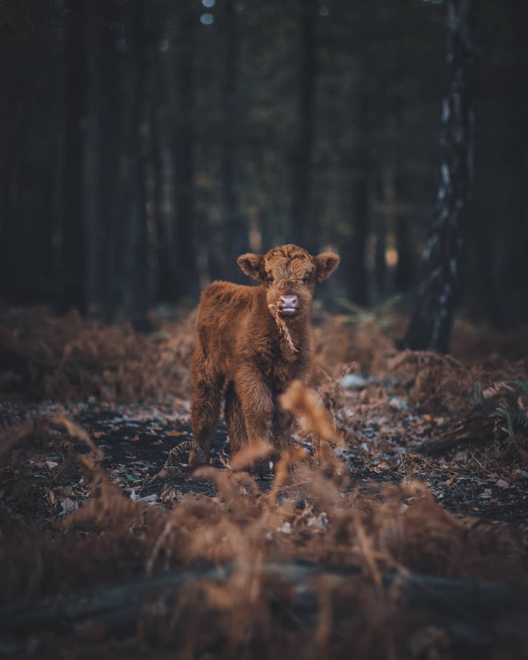 Природа и животные на снимках фотографа Ремо Якобса