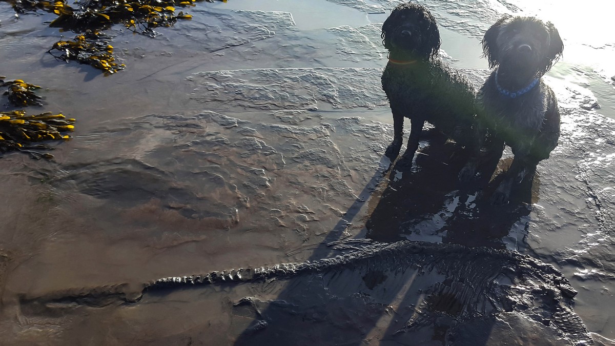 Британец с собаками нашли скелет ихтиозавра на пляже в Британии