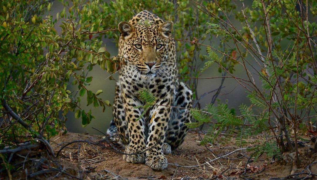 Африканские животные на снимках Стивена Довера
