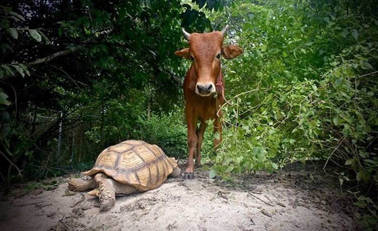 Трогательная дружба коровы и черепахи