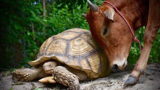 Трогательная дружба коровы и черепахи