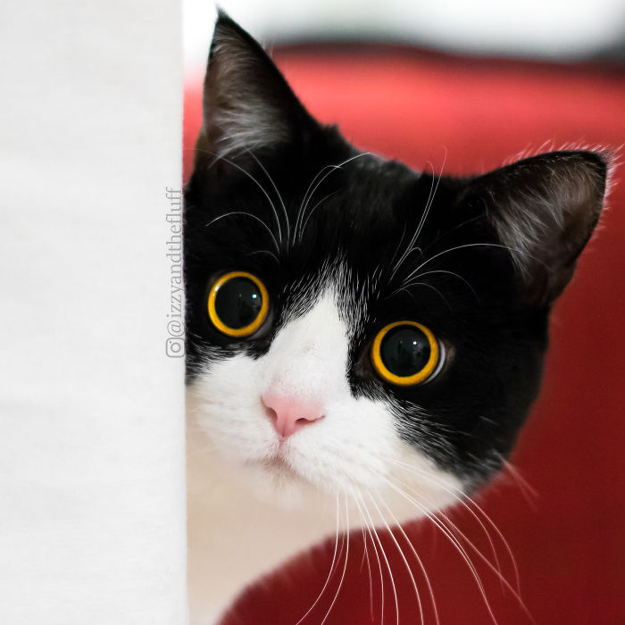 Кот Иззи покорил соцсети невероятными глазами