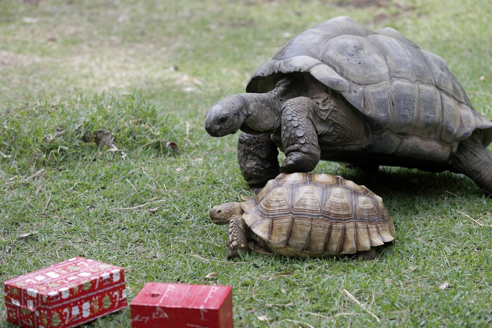 Обитатели австралийского зоопарка получили рождественские подарки