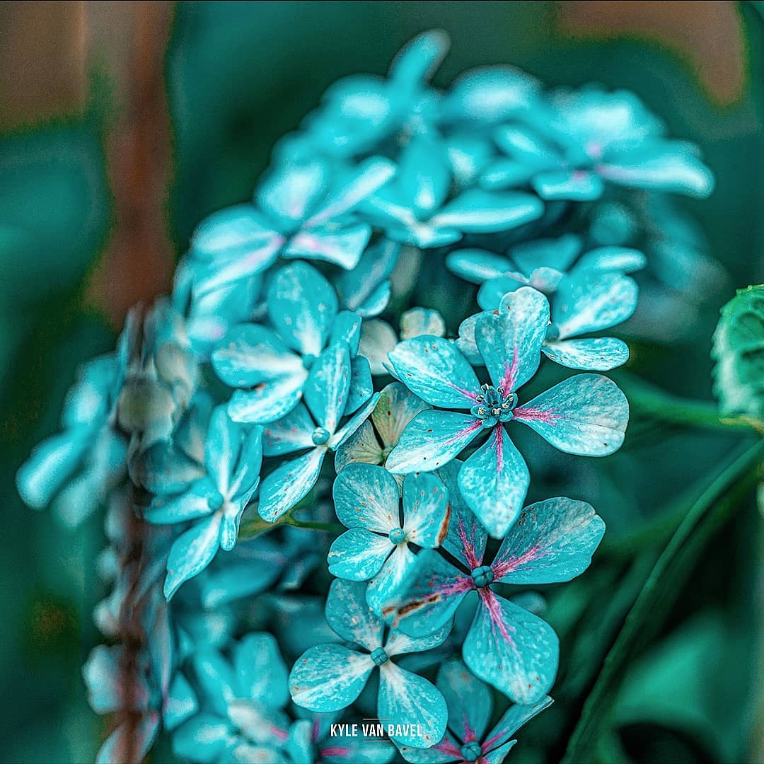 Красивые снимки цветов и насекомых от Кайла ван Бавела
