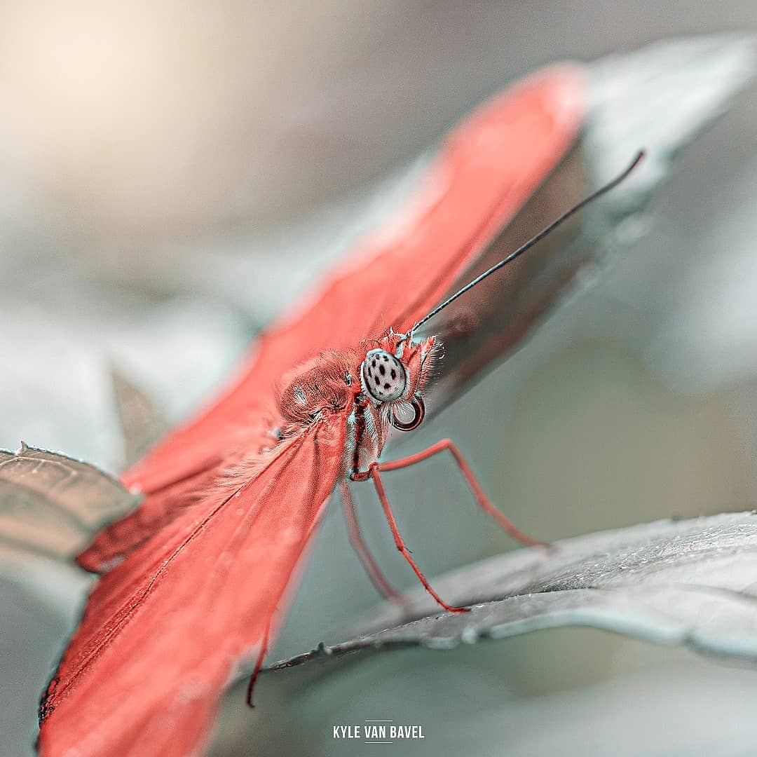 Красивые снимки цветов и насекомых от Кайла ван Бавела