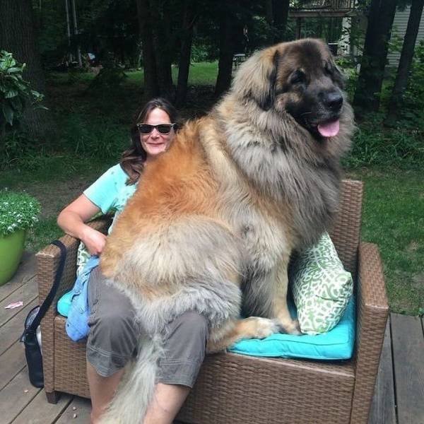 Просто огромные собаки гигантских пород собаки, пород, гигантских, фотоколлекции, появилась, впервые, огромные, Просто, вы и увидите1234567891011121314151617181920Запись, таких, именно, породы, И в этой, собак, просто, а есть, размеры, большие, имеют, которых