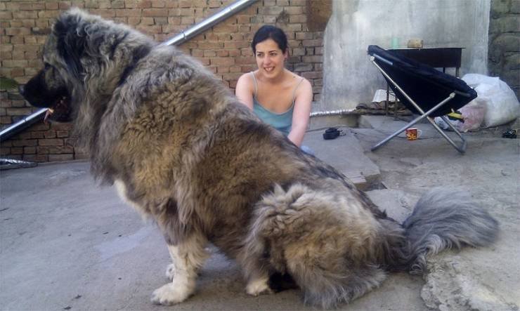 Просто огромные собаки гигантских пород