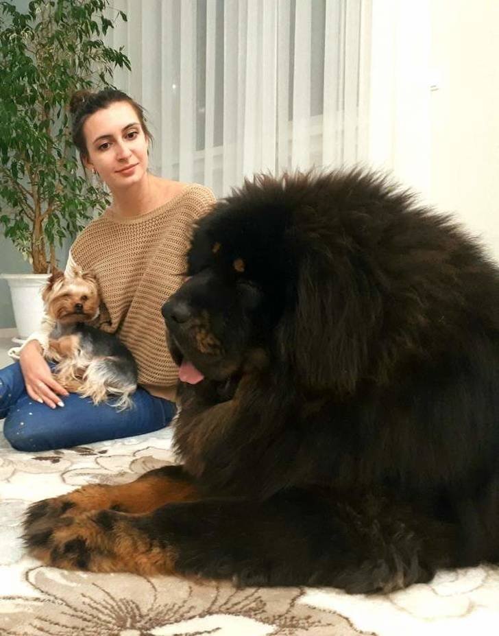 Просто огромные собаки гигантских пород