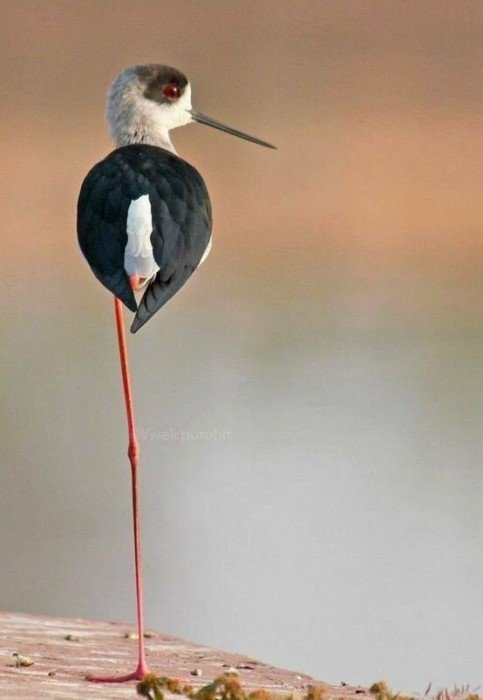 15 птиц с самыми удивительными лапами
