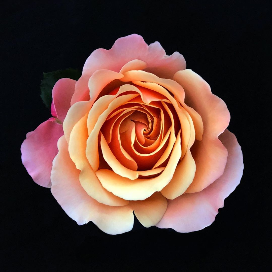 Роза Калифорния