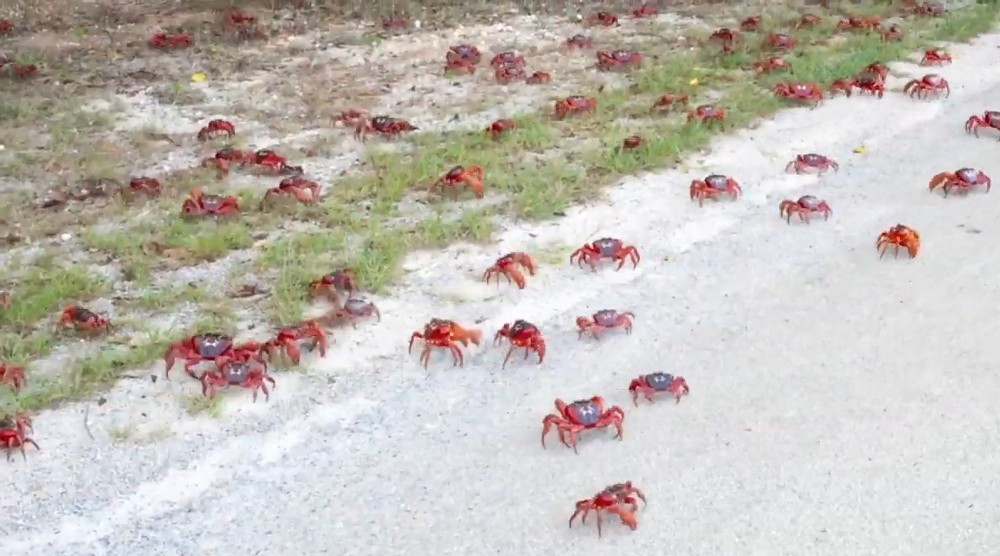 Способ передвижения во время миграции крабов на острове Рождества