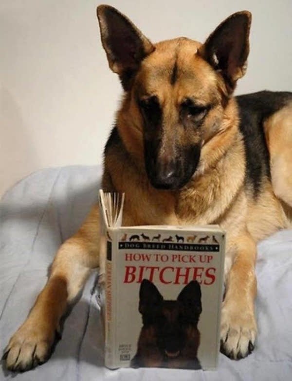А вы знали, что собаки тоже любят читать?