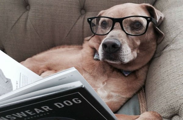 А вы знали, что собаки тоже любят читать?