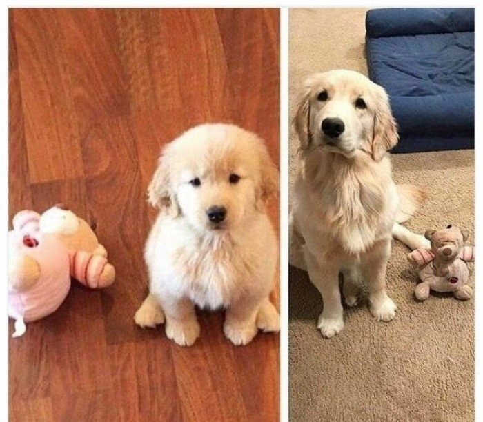 Собаки, которые не расстаются со своими детскими игрушками