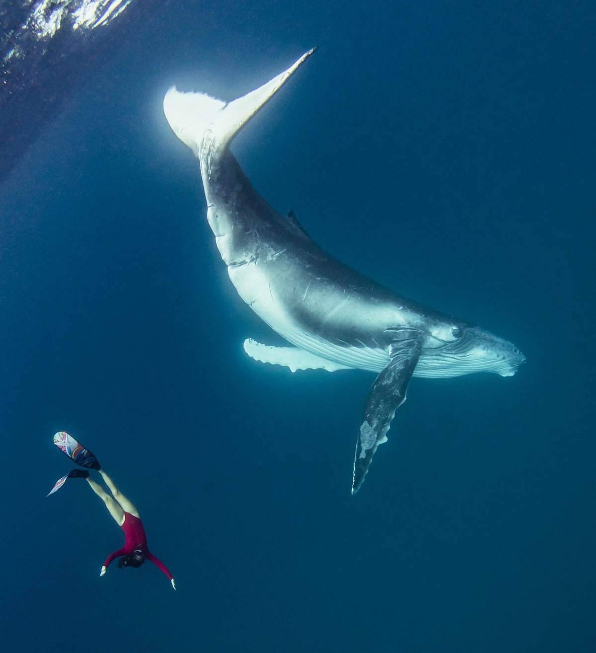 Фридайвер плавает вместе с огромными китами
