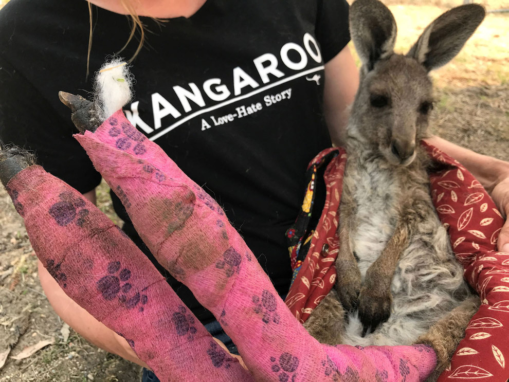 Снимки спасения пострадавших животных в Австралии