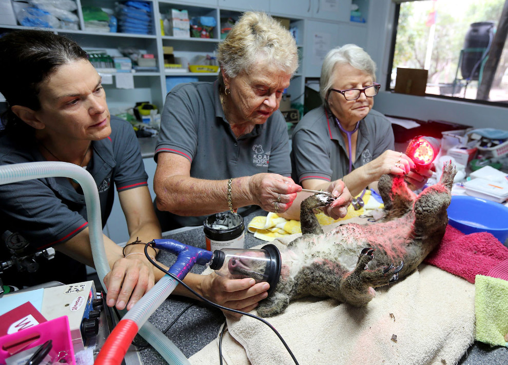 Снимки спасения пострадавших животных в Австралии