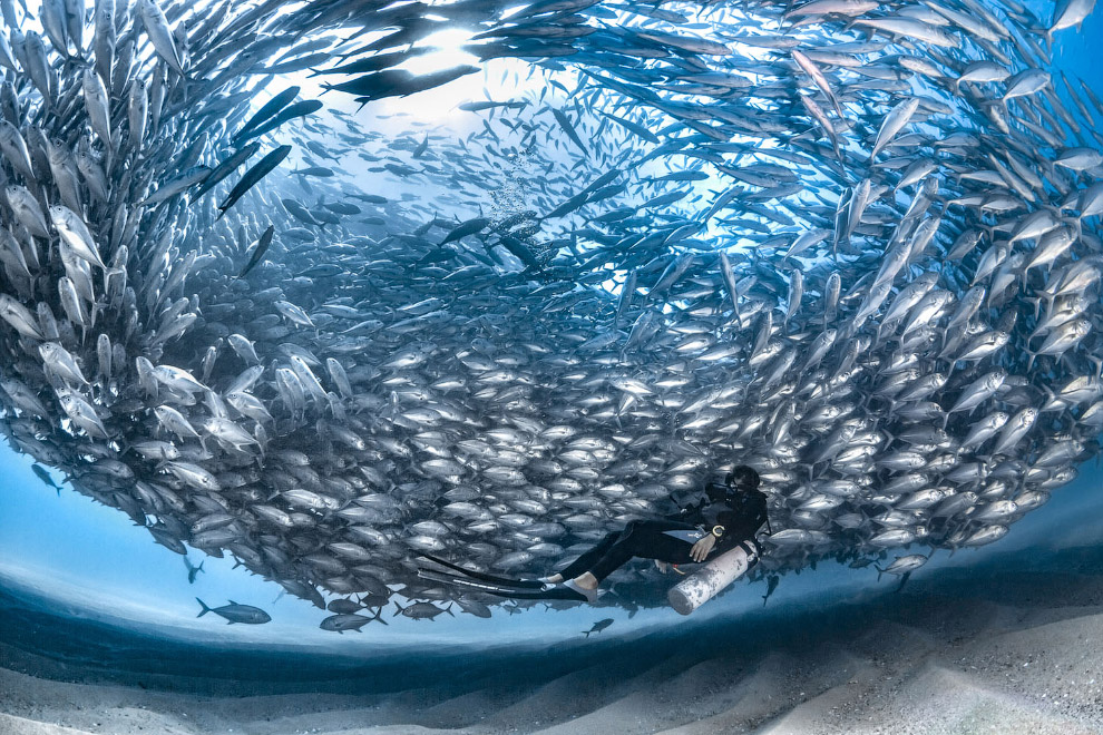 Снимки с конкура подводной фотографии Ocean Art 2019