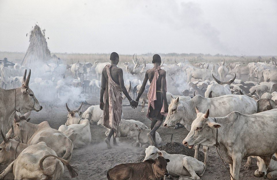 Племя Мундари использует коров в качестве валюты, источника пищи и гордости
