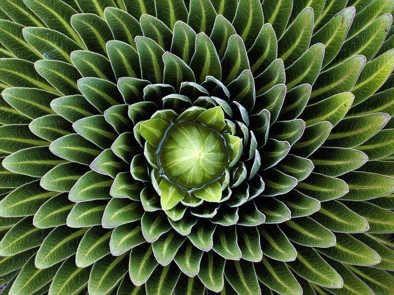 Удивительная геометрия растений