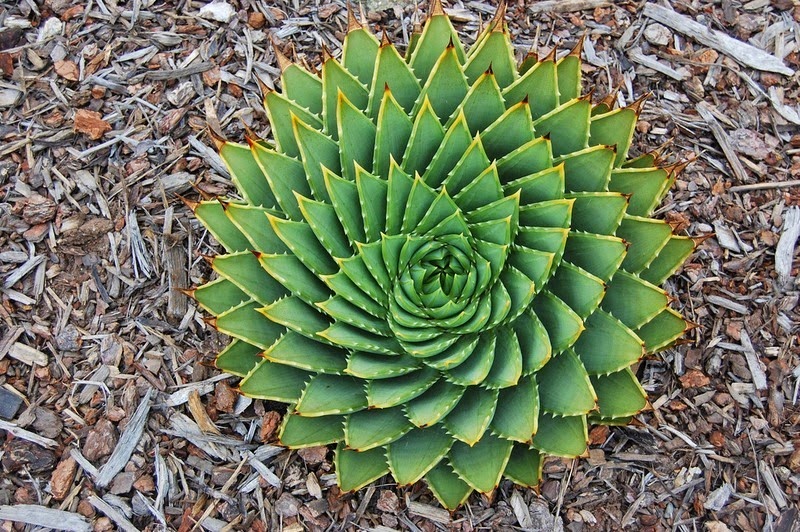 Удивительная геометрия растений