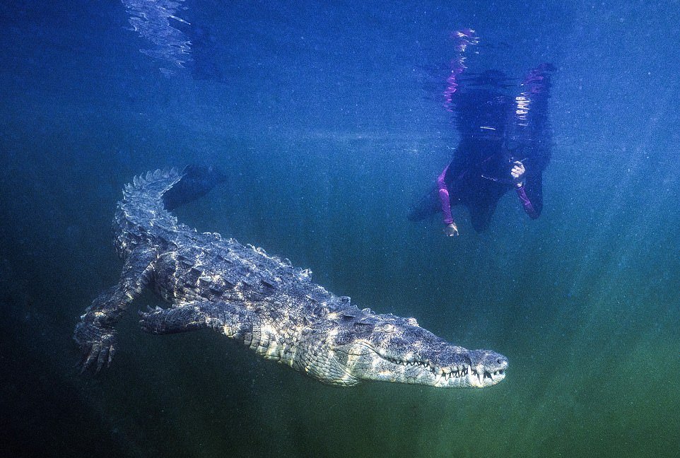 Дайверы плавают рядом с огромными крокодилами фотограф, людей, крокодилов, хищников, рептилиями, Однако, морские, биологи, рекомендуют, держаться, безопасном, расстоянии, Океанский, взаимодействию, человек, погибают, зубов, аллигаторов12345678910Запись, Дайверы, плавают