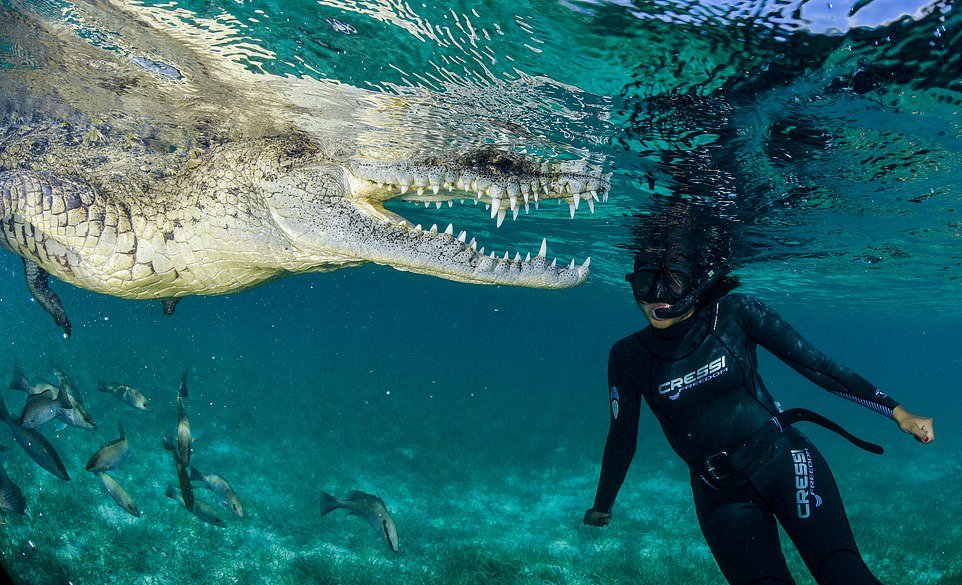 Дайверы плавают рядом с огромными крокодилами