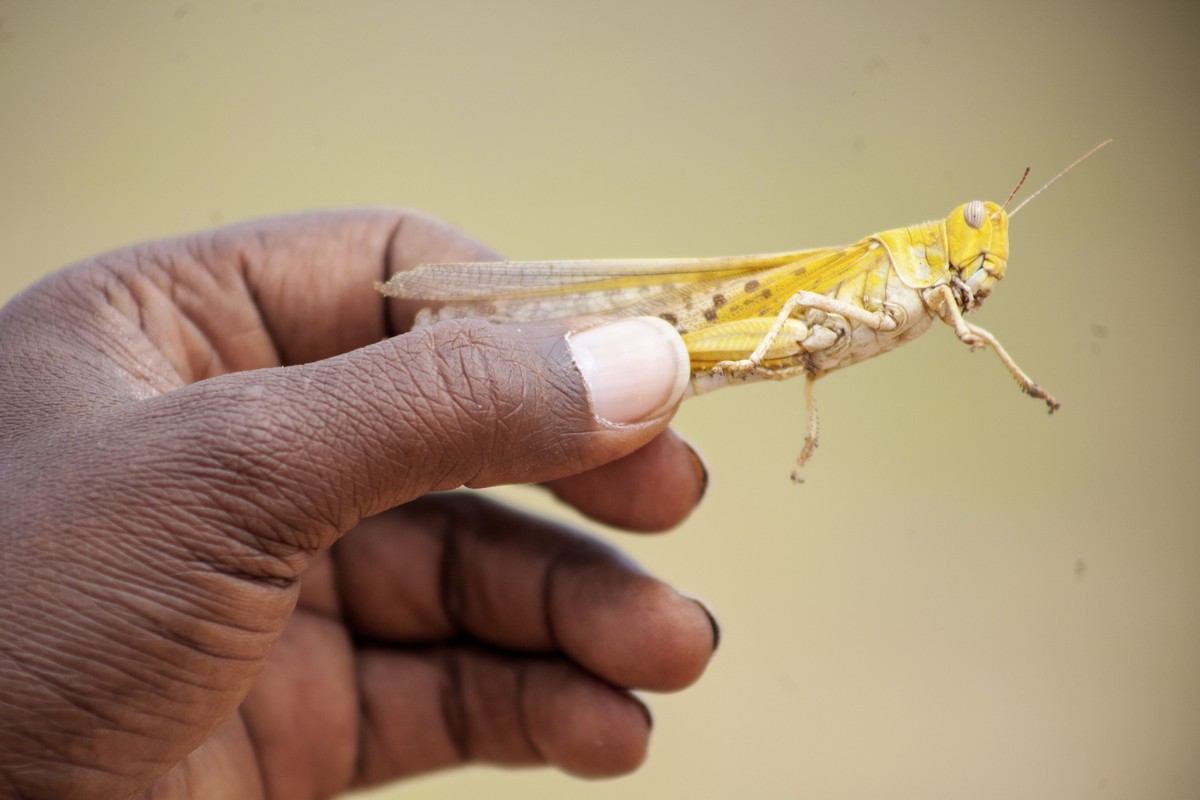 Необычное нашествие саранчи в Восточной Африке