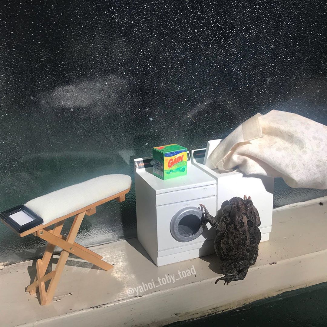 Жизнь и приключения одной жабы в Instagram
