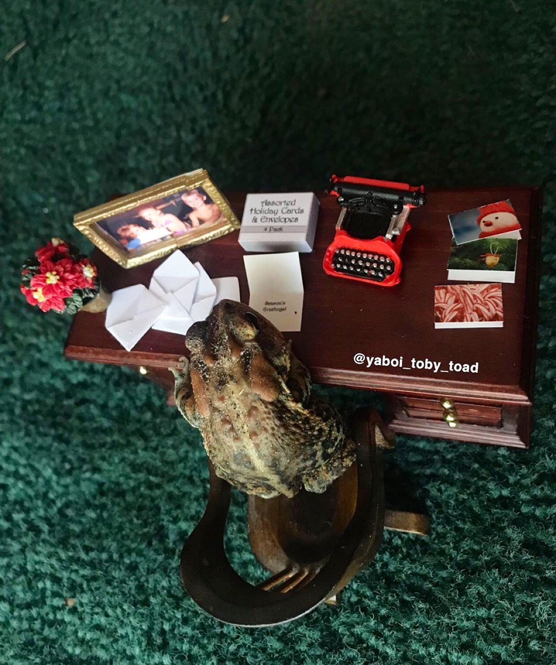 Жизнь и приключения одной жабы в Instagram