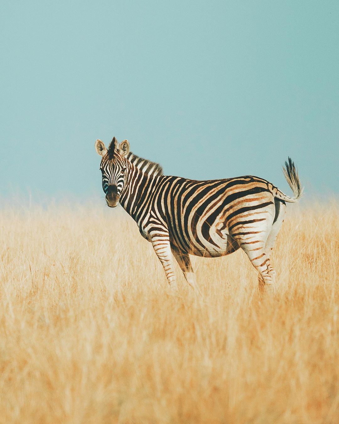 Фотографии дикой природы и животных от Шарли Савели