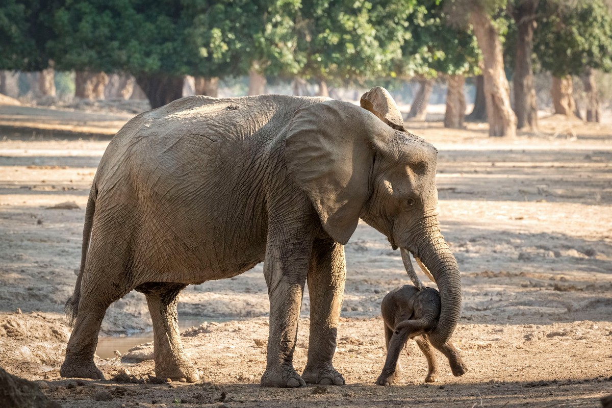Новорожденный слоненок делает первые шаги