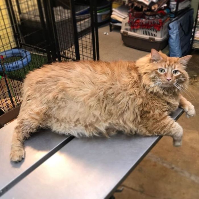 История судьбы толстого кота Базуки
