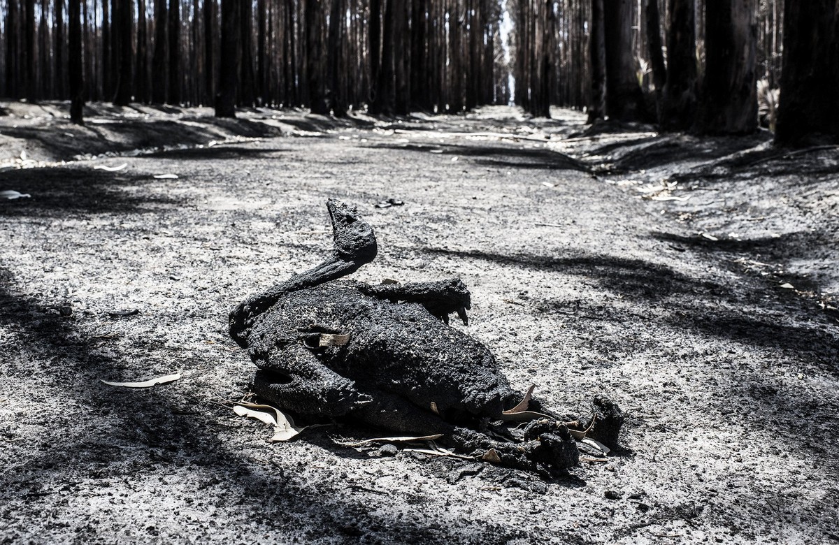 Фотограф документирует последствия пожаров в Австралии